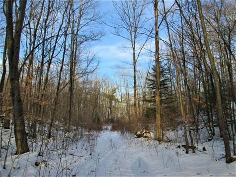 Road Into The Forest