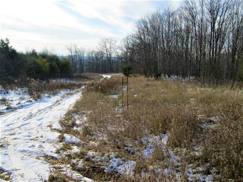 Heading East Through The Fields